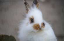 Қоян жылында туғандар 2021-де миллионер атанады