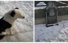 Алматы облысында иесінің зиратын күзеткен "Хатико" жұртты сүйсіндірді (видео)