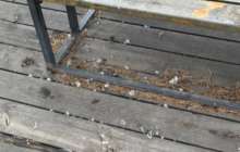 Астанада ер адам баланың көзінше үйректерді бөлшектеген: полиция жауап берді