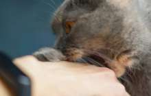 Маңғыстау тұрғыны қаңғыбас мысықтың тістегенінен көз жұмды