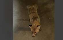 Қостанай облысында жабайы түлкілер адамдарға шабуылдай бастаған