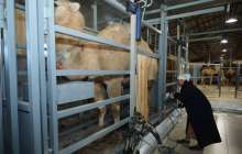 Қазақстанда алғаш рет түйе сүтін автоматтандырылған әдіспен сауатын цех жұмысын бастады