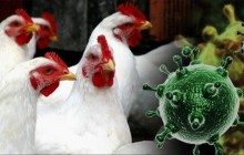 H5N5 түріндегі құс тұмауынан алғашқы адам өлімі тіркелді