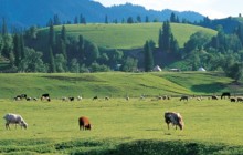 Алматы облысында экс-әкімнің ұлы қала аумағындай жерге иелік етеді: облыс әкімі не дейді