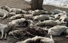 Ұлытау облысында үш мыңға жуық киіктің өлексесі табылды: облыс әкімі киік өліміне не себеп болғанын айтты