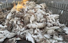 СҚО-да 7 мыңнан астам құс қырылған: тұрғындарға өтемақы төлене ме