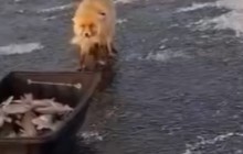 Түлкі балықшыларды алдап кетті: Астананың маңында ұстаған балықты ұрлаған аң видеоға түсіп қалды