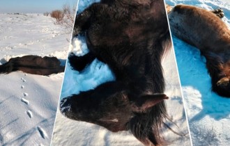 Батыс Қазақстанда жылқылардың аштан өліп жатқаны рас па