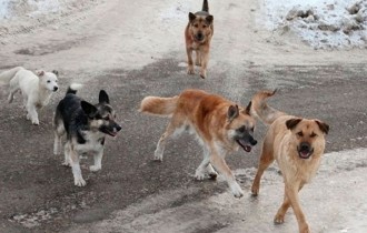 Алматы облысында 20-25 ит әйел адамды талап тастады