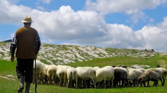 Шопандардың балаларын әскерге шақыртуды кейінгі қалдыру ұсынысы жасалды