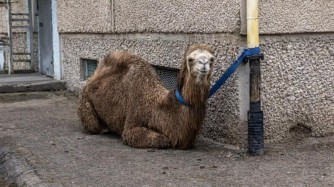 Ақтауда түйесін көп қабатты үйдің маңына байлап қойған тұрғынға айыппұл салынды (ВИДЕО)