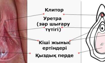 Қыздық перде туралы мәліметтер