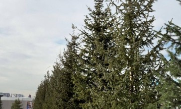 Алматы обновляет городской ландшафт: высажены крупномерные хвойные деревья