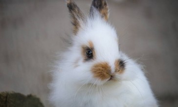 Қоян жылында туғандар 2021-де миллионер атанады