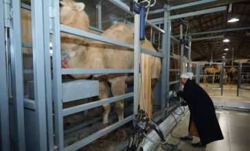 Қазақстанда алғаш рет түйе сүтін автоматтандырылған әдіспен сауатын цех жұмысын бастады