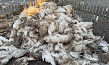 СҚО-да 7 мыңнан астам құс қырылған: тұрғындарға өтемақы төлене ме