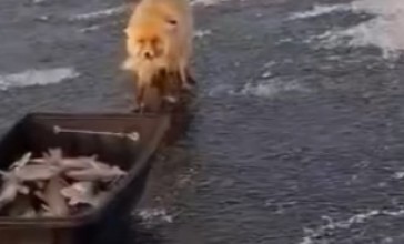 Түлкі балықшыларды алдап кетті: Астананың маңында ұстаған балықты ұрлаған аң видеоға түсіп қалды