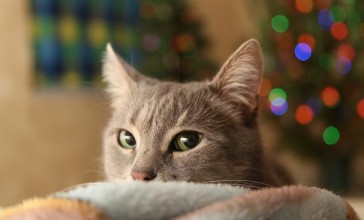 Үйдегі «терапевт»: мысық көңіл-күйді де, денсаулықты да түзетуі мүмкін