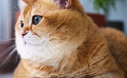 Мысықтын пайдасы