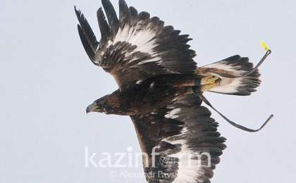 阿拉木图州野生猎鹰种群数量回升