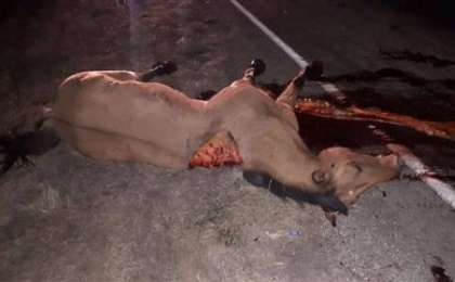 БҚО-да автокөлік жылқыларды соғып кетті (18+)