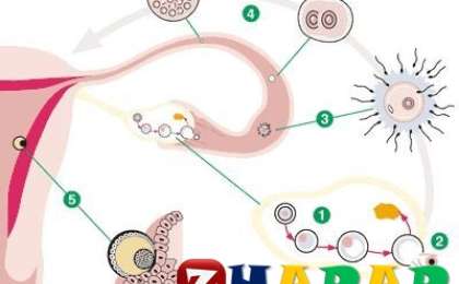 Бойға баланың бітуі қалай жүреді