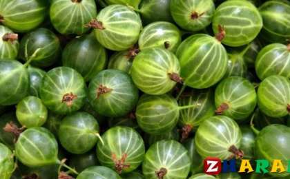 Қарлыған деген не және оның пайдасы