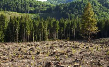 去年全球共有1200万公顷森林消失