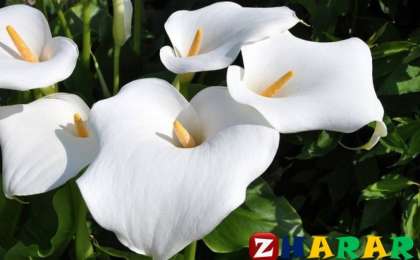 Әйел бақыты