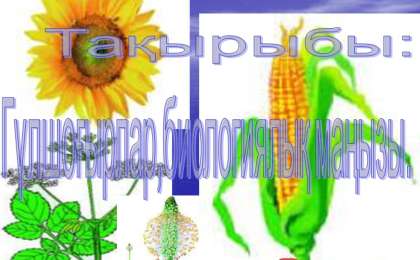 Презентация (слайд): Гүлшоғырлар,биологиялық маңызы