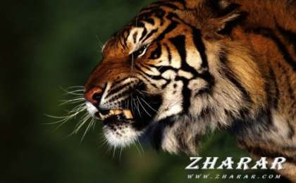 Жиі ашуланасыз ба?