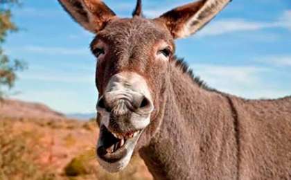 Есектің даусы адам денсаулығына зиян. Мұны Құранда қалай дәлелдеген?