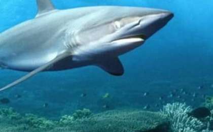 АЖАЛ АУЗЫНДАҒЫ МАХАББАТ