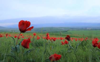突厥斯坦州郁金香节盛大开幕