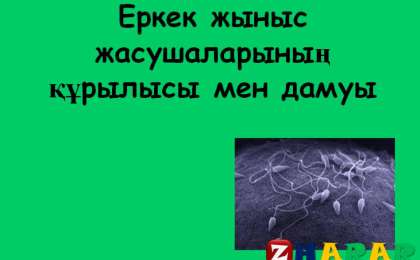 Презентация (слайд): Еркек жыныс жасушаларының құрылысы мен дамуы