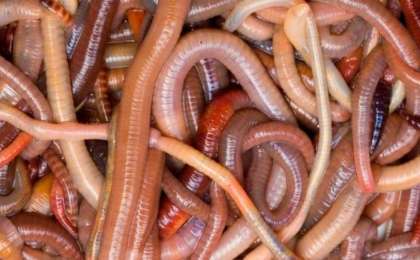 Түс жору: Құрт түсте болса. Түсінде құрттар болса. • Түс Жору