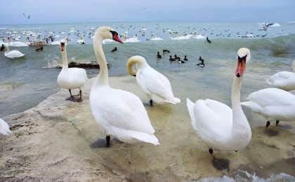 统计：里海哈萨克斯坦区域内鸟类数量达54.4万只