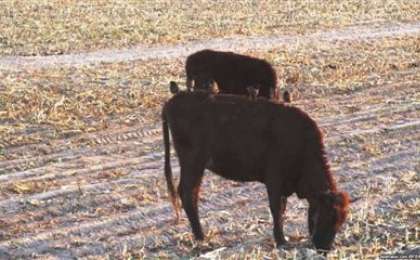 Жем-шөп тапшылығынан малды сатуға мәжбүр