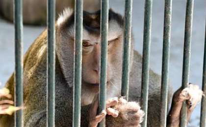 Маймыл жаңа туған нәрестені анасының құшағынан тартып алып, тістеп өлтірді