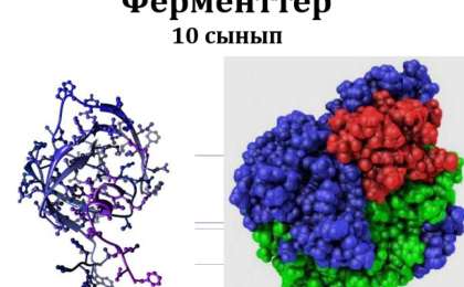 Ферменттер слайд,презентация - Биология - Презентация на казахском языке - Қазақша презентация