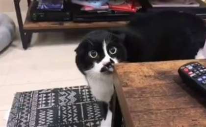 О, тоба: мысық грузин әнін үйреніп алыпты