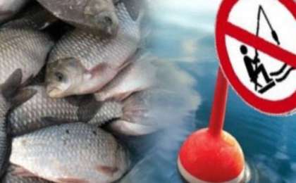 Ертісте балық аулауға тыйым салады