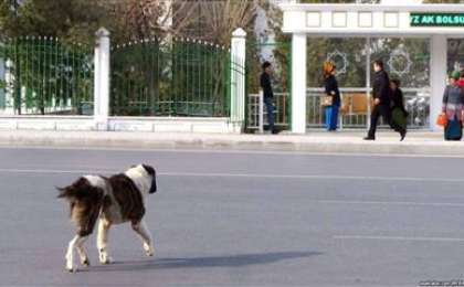 Қаңғыбас иттерді жойып жатыр | КТК