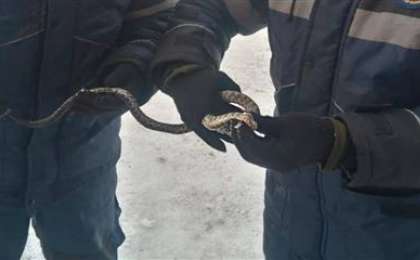 Қарағандыда пәтерден шыққан жылан елді шошытты