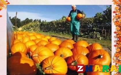 Қазақ тілінен сабақ жоспары: Күзгі еңбек (3 сынып, II тоқсан, 3 бөлім) » ZHARAR