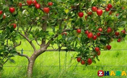 Сауат ашудан сабақ жоспары: Әңгімедегі кейіпкерді сипаттау №1 (1 сынып, 6 бөлім ) » ZHARAR