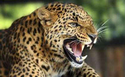 Шөлейт және шөл зоналары слайд, презентация - География