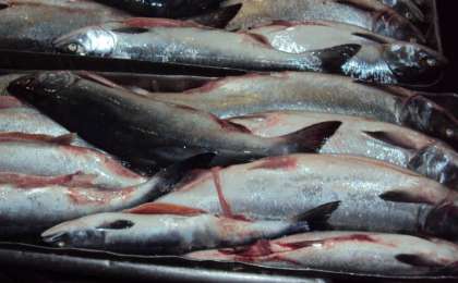 哈萨克斯坦冷冻鱼获中国市场欢迎