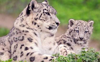 联合国：雪豹数量在未来20年间还将减少10%