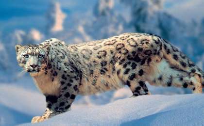 10月23日 —— 世界雪豹日